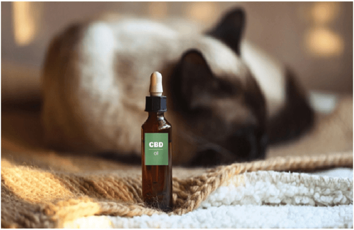 cbd oil for dogs